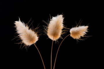 Closeup of hare tail grass - also known as pussy tail grass - on black background