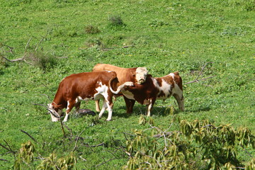 Fototapeta na wymiar A herd of cows graze in a forest clearing in northern Israel.