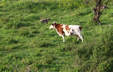 A herd of cows graze in a forest clearing in northern Israel.