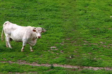 A herd of cows graze in a forest clearing in northern Israel.