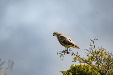Forest Buzzard taking flight