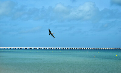 A pelican flying over the sea with its wings wide open fishes by the beach, with a long pier in the background near the city of Progreso on the Gulf of Mexico