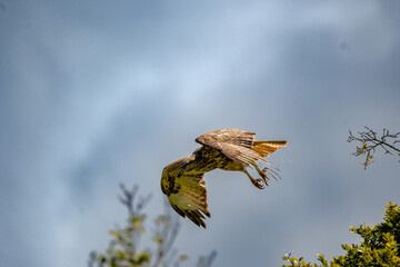 Forest Buzzard taking flight