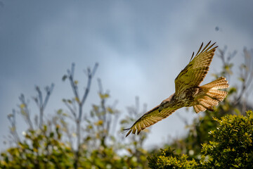 Forest Buzzard taking flight