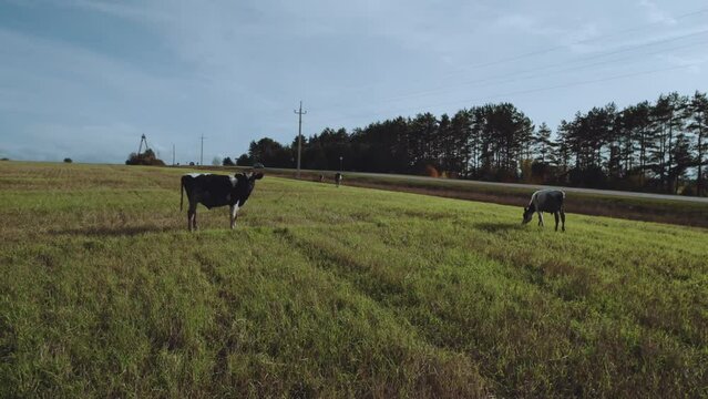 Aerial photography of cows in the field, cow, cows in nature