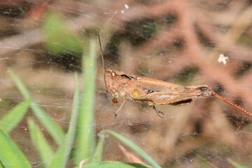 rufous grasshopper insect macro photo