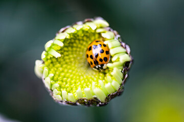 Ladybird