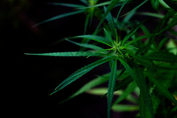 Top view Cannabis leaves of a plant on a dark background.Green leaves color tone dark in the morning. Cannabis Texture,environment, Marijuana Leaf.photo concept fresh and cannabis plant growing.