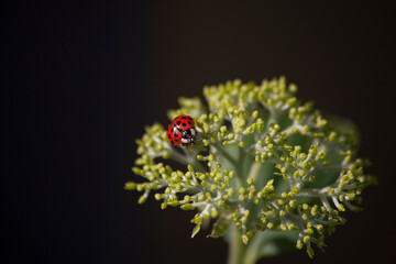 Ladybird