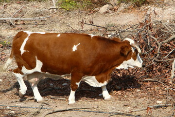 A herd of cows graze in a forest clearing in northern Israel.