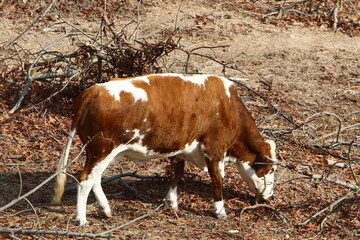 A herd of cows graze in a forest clearing in northern Israel.