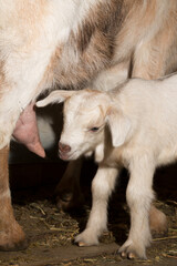 Obraz premium Alpine Goat Dairy Animal. Motherhood, the relationship between a mother and a newborn baby goat.