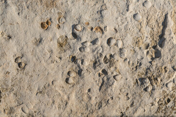 A stone from sedimentary rock with fossil Mollusks. Cockle (bivalve)  in the family Cardiidae.
