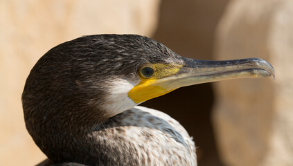 Great Cormorant (Phalacrocorax carbo). Black Sea fauna. Waterfowl close-up.