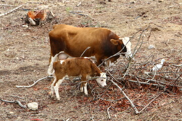 A herd of cows graze in a forest clearing in northern Israel.
