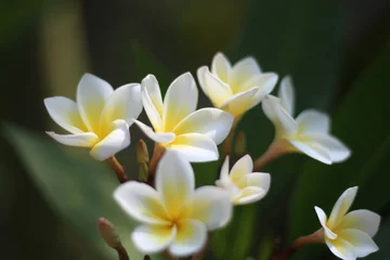 Zelfklevend Fotobehang white frangipani flower © Tripipat