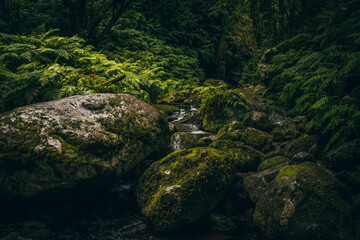 Jungle and Stones