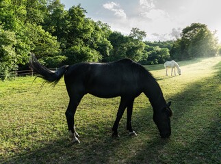 A black horse against the light peacefully grazing in the raking light of the late afternoon sun. In the background, a white horse.