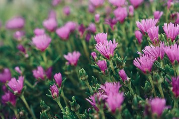 pink flowers in the field