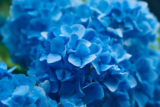 Close Up Of Blue Flower