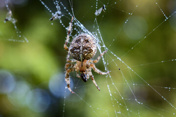 spider on web