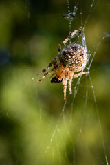 spider on web