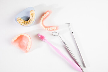 Model of teeth and gums of a dentist.