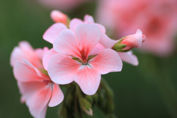 Fototapeta na wymiar pink pelargonium hortorum macro photo