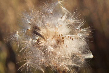 close up of thistle fluffy seeds in autumn meadow 