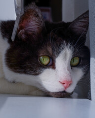 Close-up image of a cat's face, a black-and-white cat with beautiful green eyes in a frontal pose...