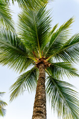 Obraz premium Tropical Plants found on Moorea