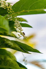 Tropical Plants found on Moorea