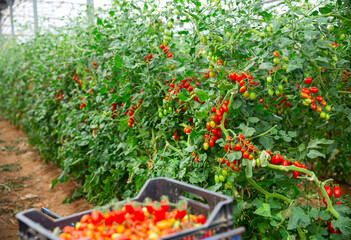 Red ripening tomatoes on bushes and picked in plastic boxes in industrial greenhouse