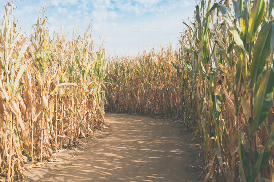 Dirt path inside of a corn maze, with tall stalks of corn. No people