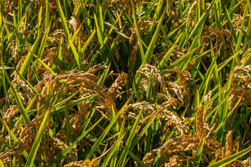 Rice field with golden ear of rice ready for harvest, close up of yellow green rice field. Montemor-o-Velho, Coimbra, Portugal