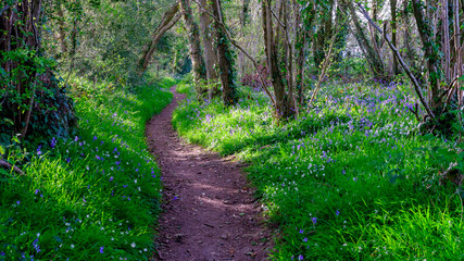 Bluebells in a Hampshire wood near Hambledon, South Downs National Park