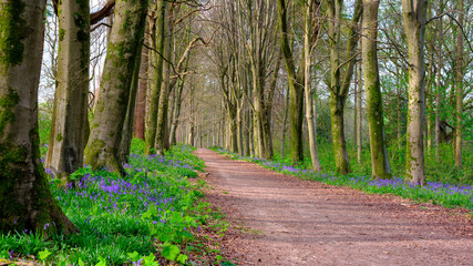Obraz premium Bluebells in a Hampshire wood near Hinton Ampner, South Downs National Park