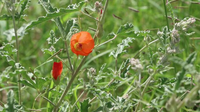 Orange flowering axillaterminal determinate cyme inflorescence of Sphaeralcea Angustifolia, Malvaceae, native monoclinous deciduous subshrub in the Little San Bernardino Mountains, Summer.