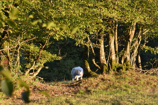 Jeune vache sous une futaie, lumi&egrave;re d'automne;
