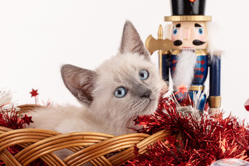 Kitten in a Christmas decoration