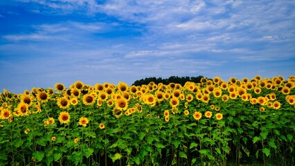 ひまわりばたけ