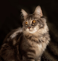 beautiful grey fluffu maine coon or mainecoon cat or kitten portrait in natural daylight.