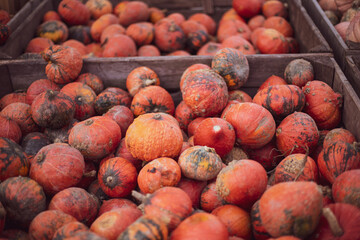 a lot of mini pumpkin at outdoor farmers market.