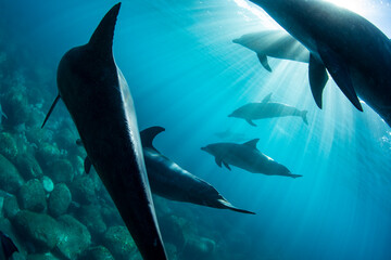 wildlife dolphins and sunlight