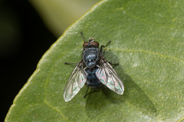 Bottle fly.  Close-up view of a fly of the genus Calliphora on a plant leaf.