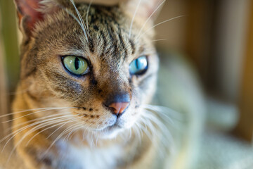 Close up of the domestic cat