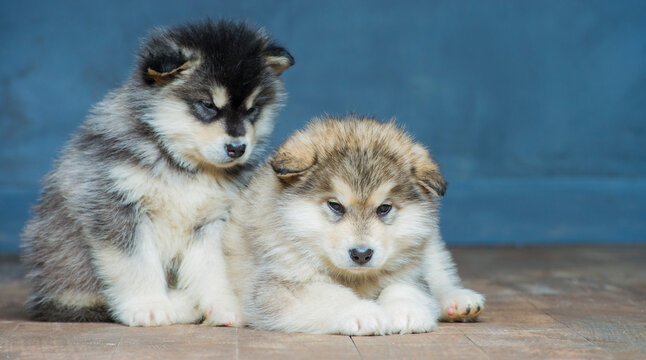 portrait of alaskan malamute puppies isolated