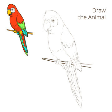 Draw the animal parrot educational game PNG illustration with transparent background
