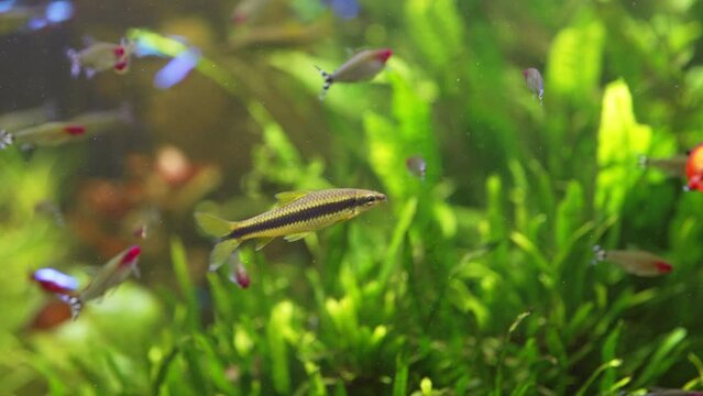 Hemigrammus is genus of freshwater fish in family Characidae. Swimming in aquarium. Colorful nature calming background.