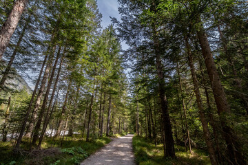 Dirtpath in the middle of deciduous trees in a typical alpine forest in the Julian Alps in Slovenia, during a grey rainy day, in deep woods, in Europe.....